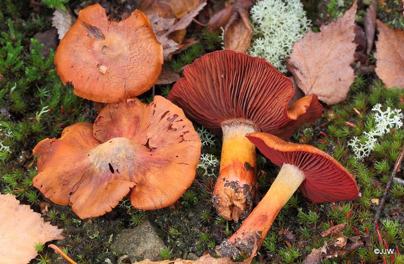 Cortinarius phoeniceus